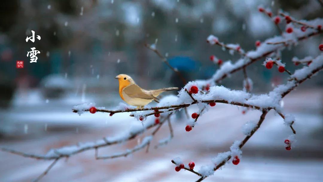 小雪 ▎等一地雪白，與歲月慢酌