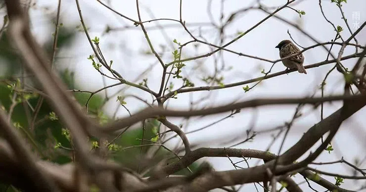 雨水||絲絲春雨潤萬物，杯杯美酒暖人心